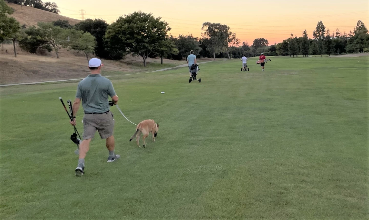 Dog on the golf course 