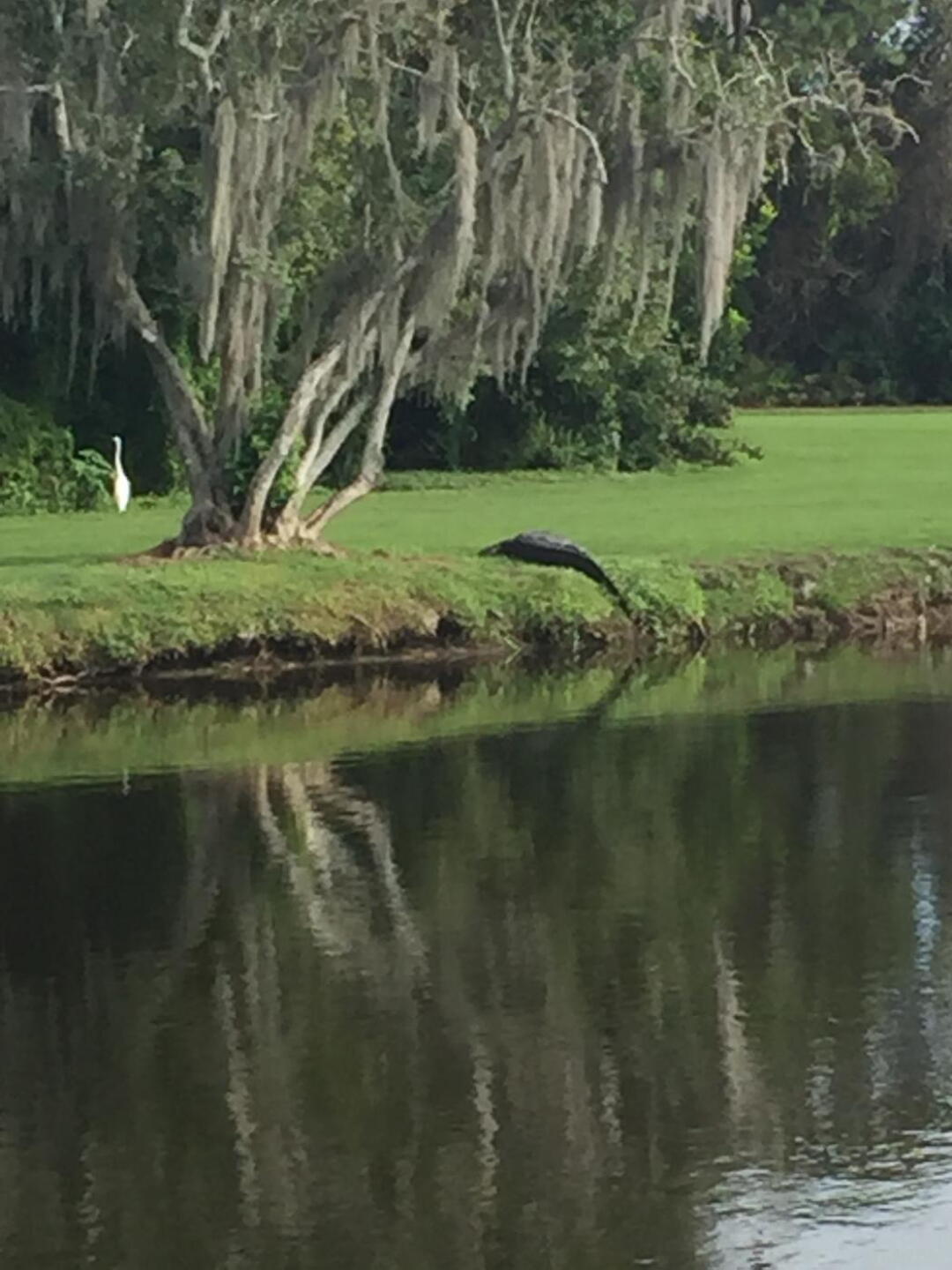 Gator on #2! (Photo submitted by zbuechner4 on 12/09/2015)