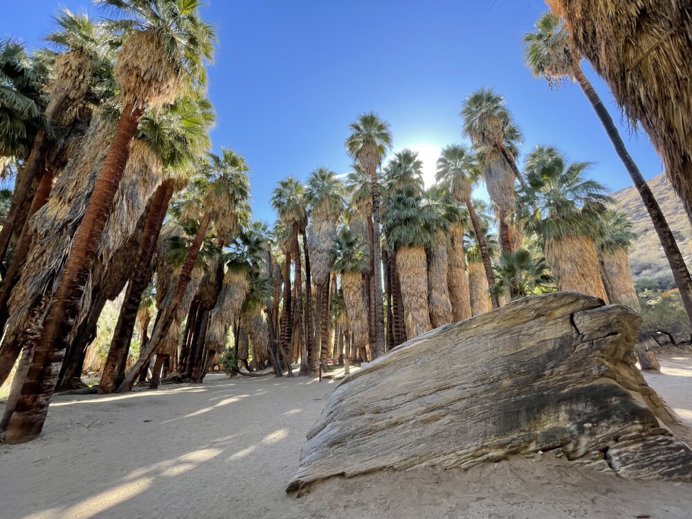 Indian Canyons - fan palm grove