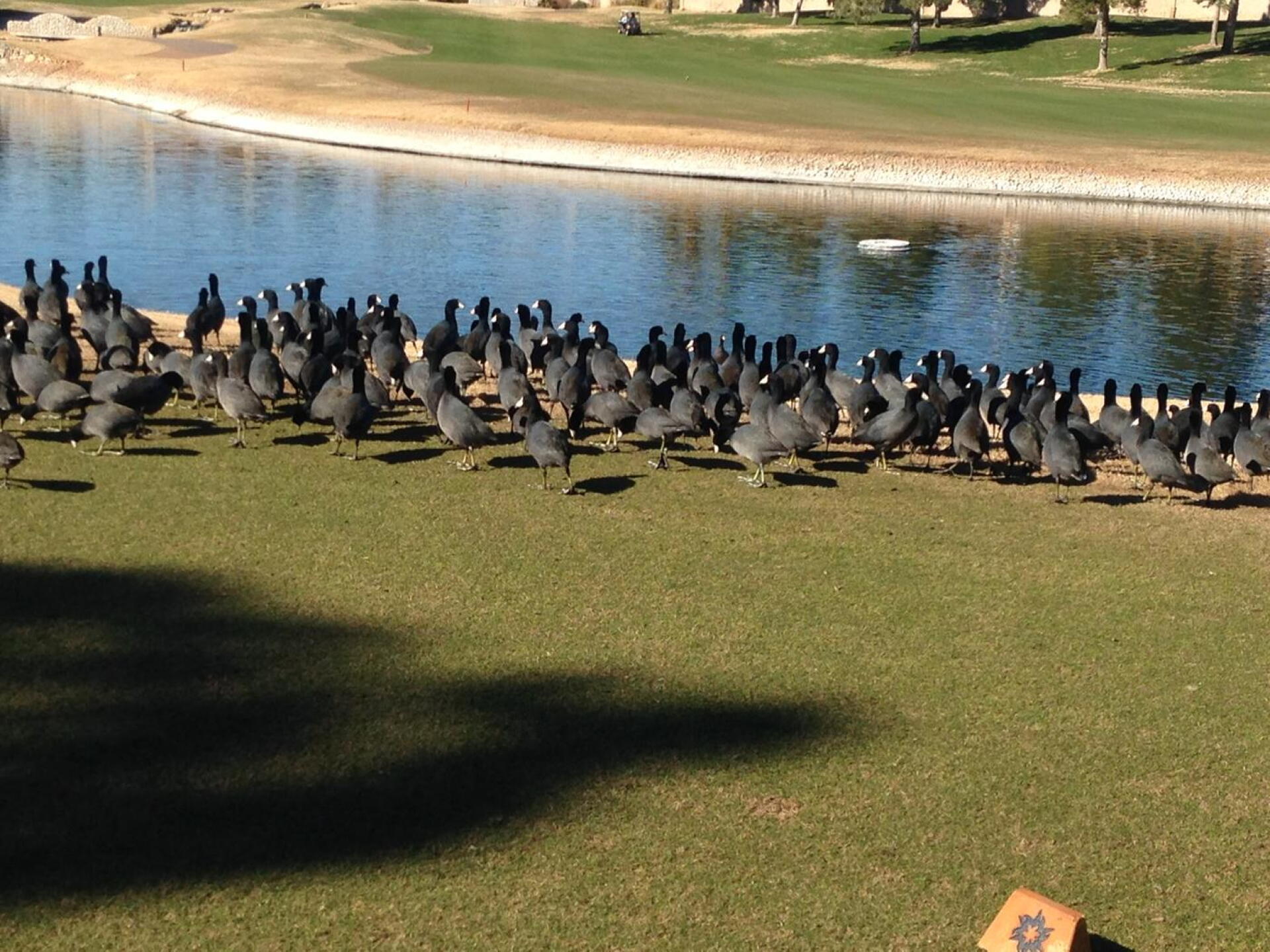 Coots EVERYWHERE! (Photo submitted by relivgolfers on 01/16/2017)