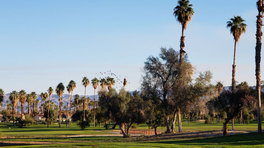 Mesquite GCC