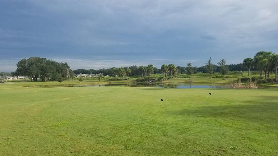 Sweetgum at The Villages Executive Golf Trail