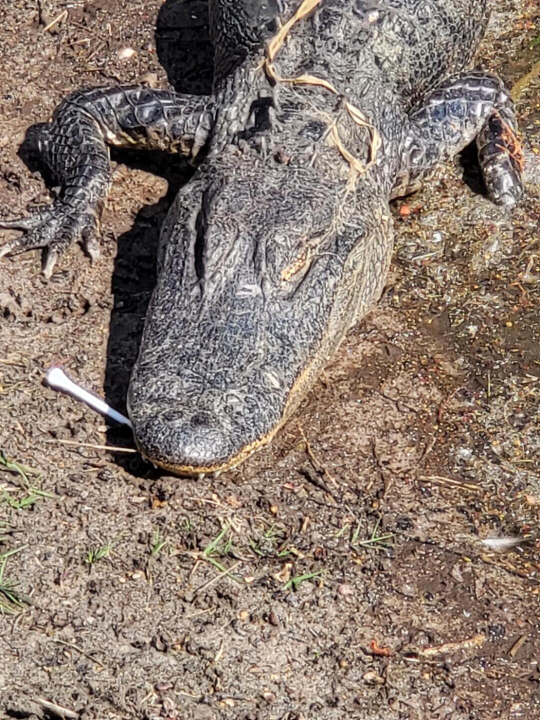 (Photo submitted by TLCooper852 on 02/05/2022)