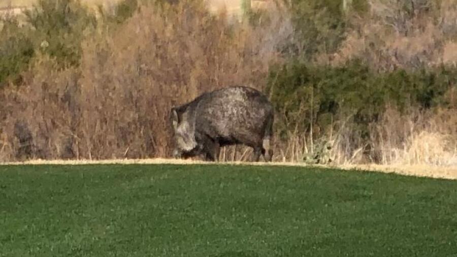 Starr Pass Golf Club
