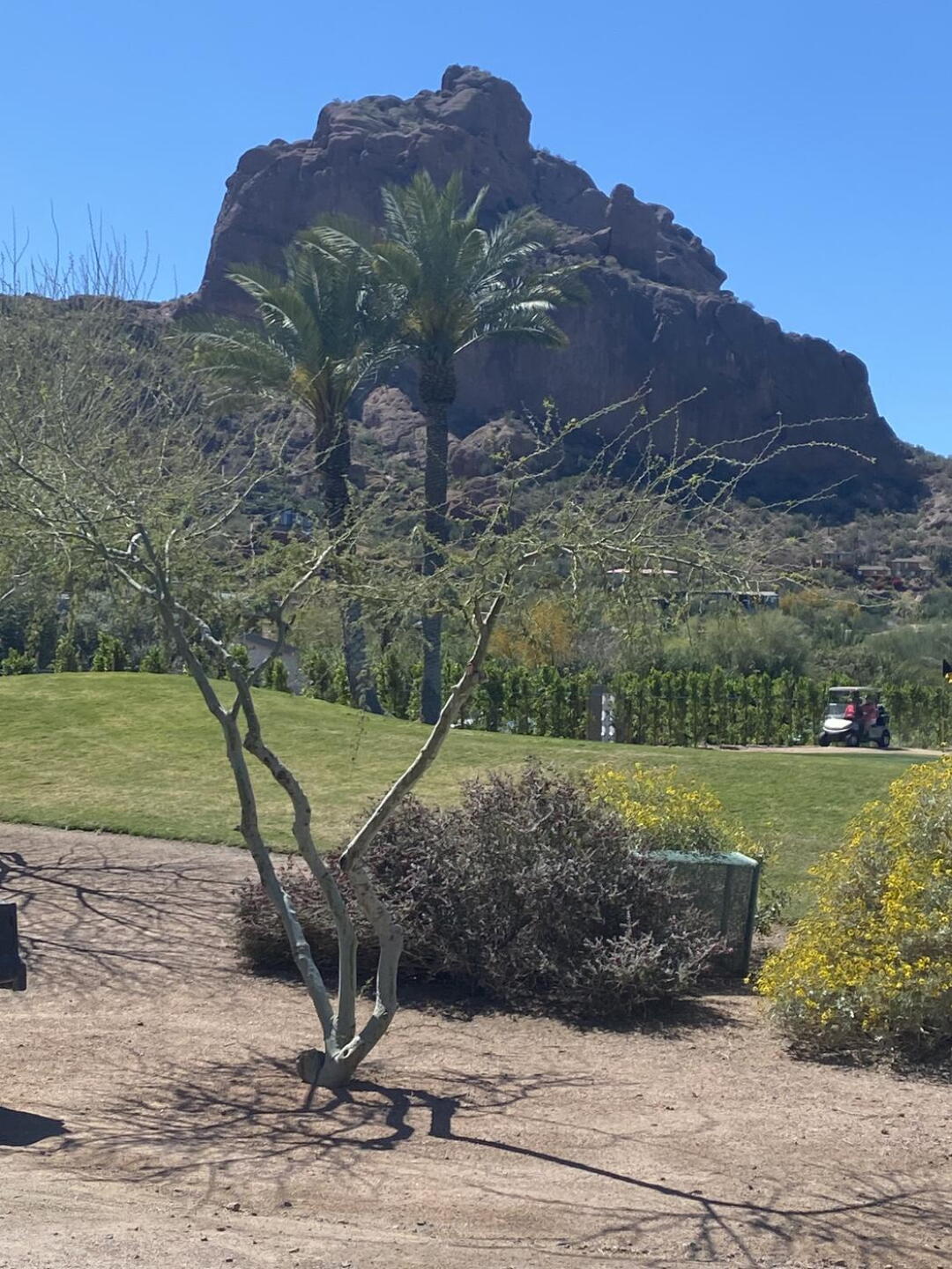 Camelback head. (Photo submitted by rcamprjc on 03/24/2022)