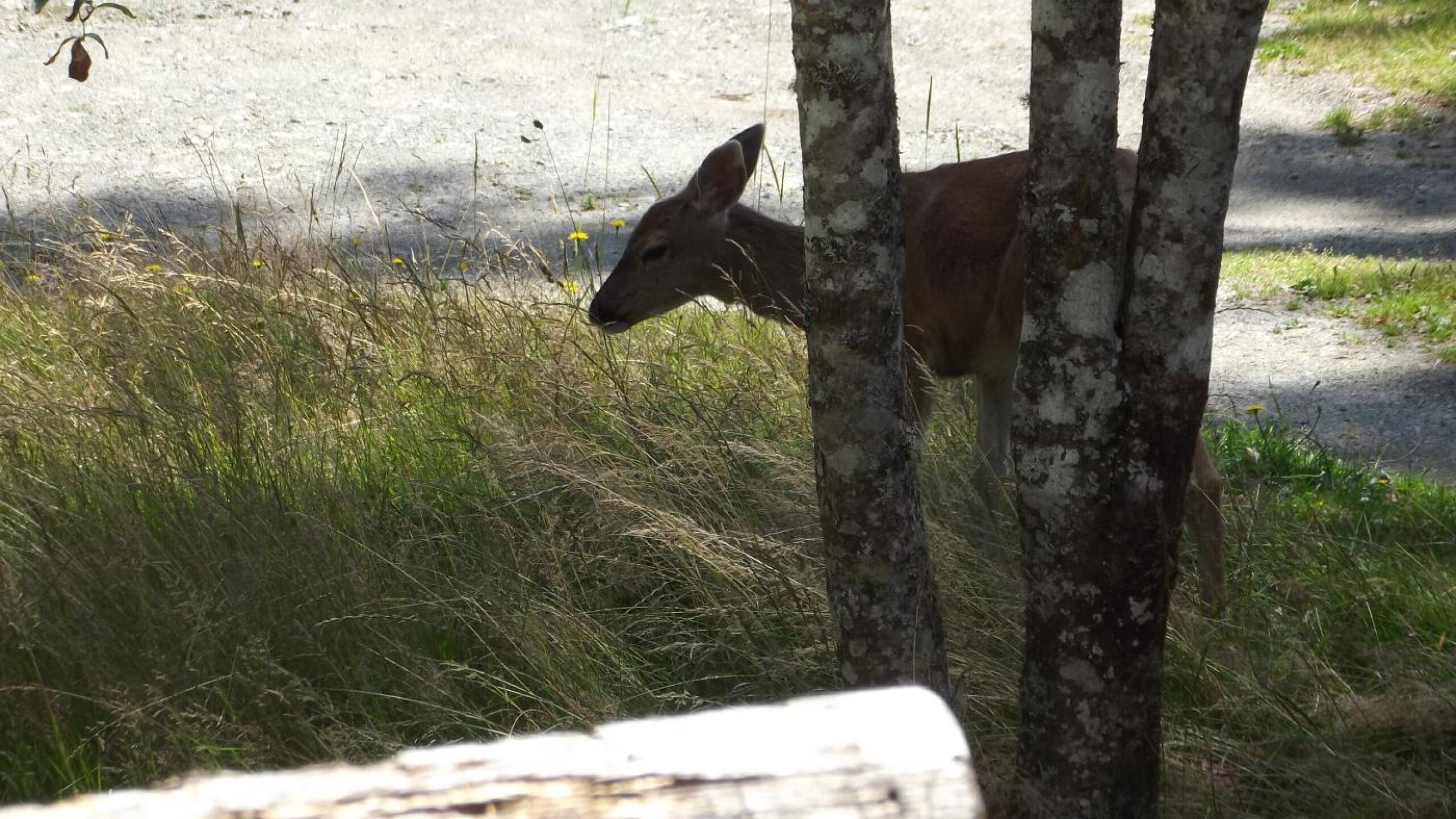 Now where did I hit that ball? (Photo submitted by u5135764 on 11/21/2019)