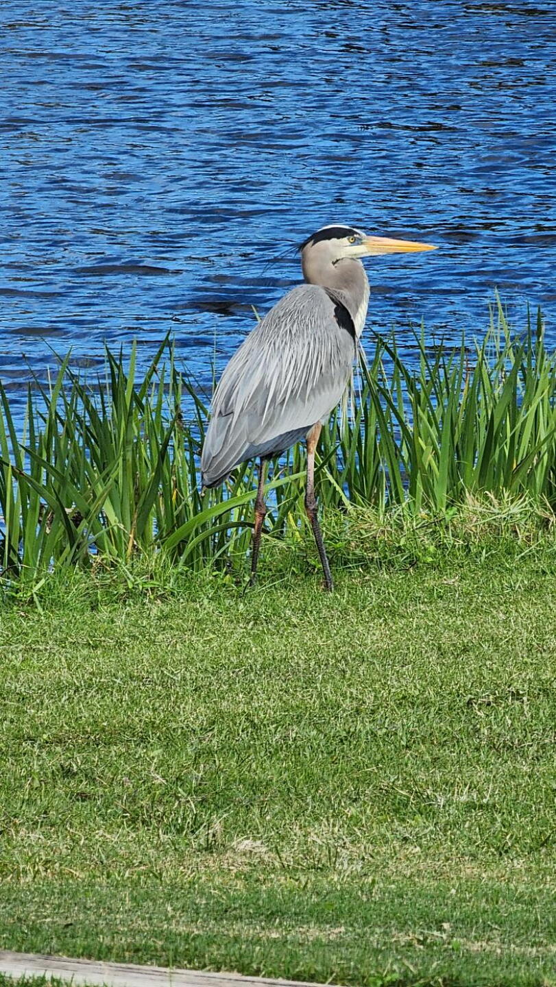 Great wildlife (Photo submitted by u000006723831 on 12/30/2022)