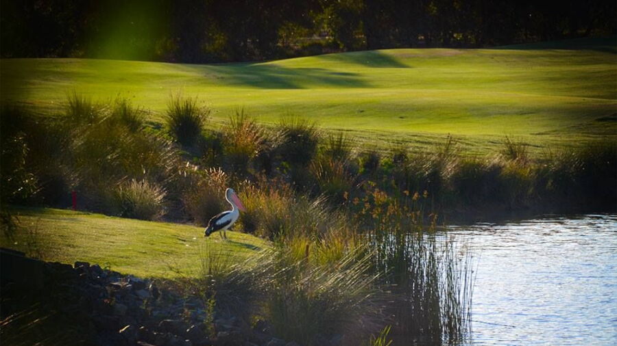 Black Bull GC