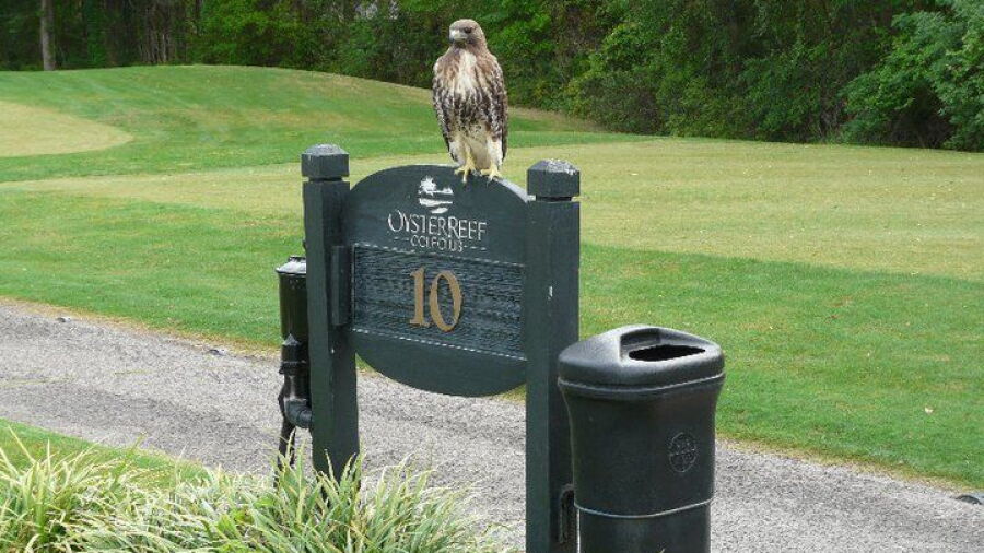 Oyster Reef GC: #10