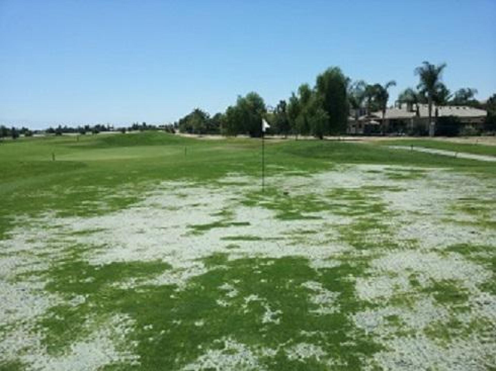 Yes, That is a green!!!! (Photo submitted by mrriso on 08/25/2014)