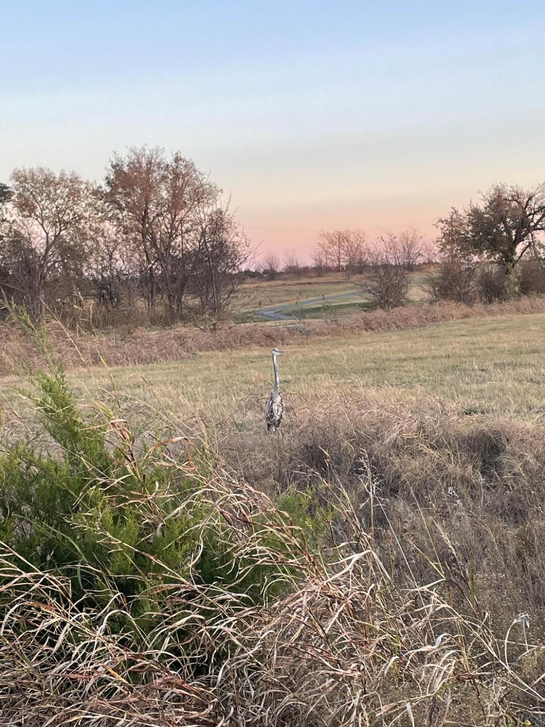 Blue Herring (Photo submitted by kodpate10 on 11/16/2025)