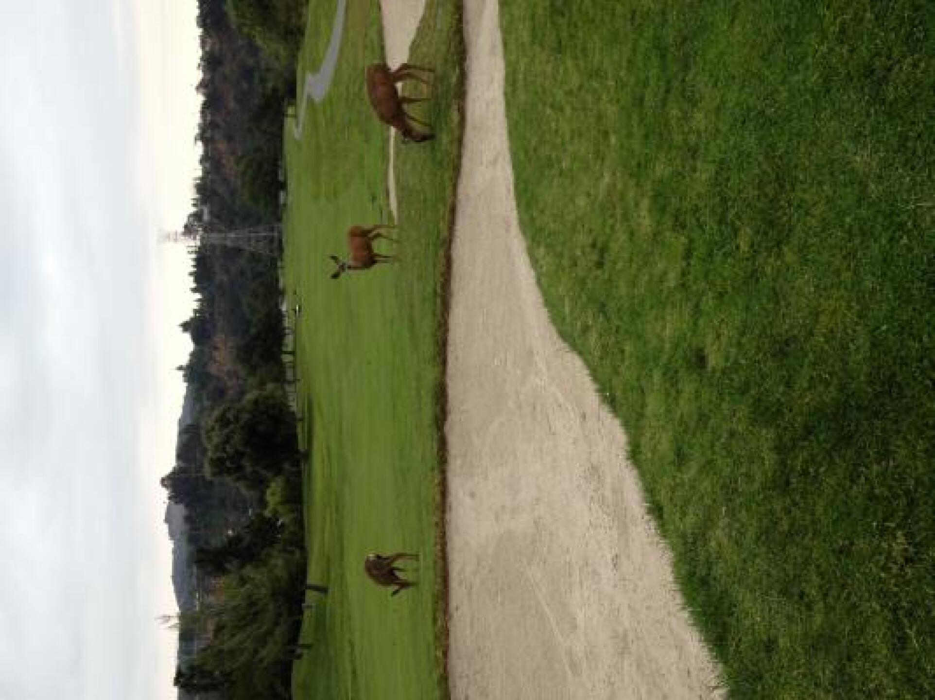 deer on the 18th hole (Photo submitted by ajsimpson11 on 05/10/2013)