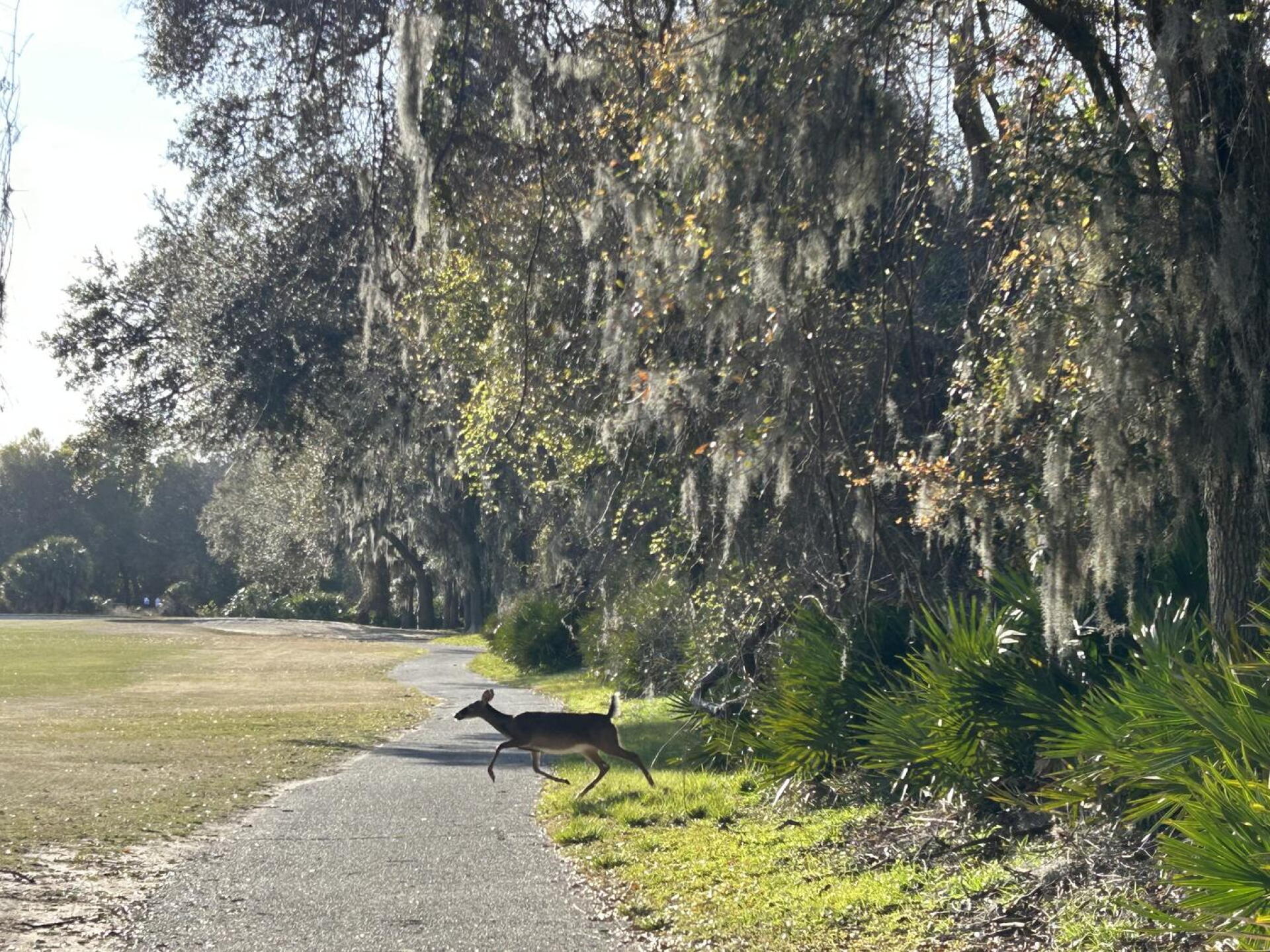 Hole 15 (Photo submitted by 2gD9JNH2Ti9oRqR2VXxE on 03/28/2025)