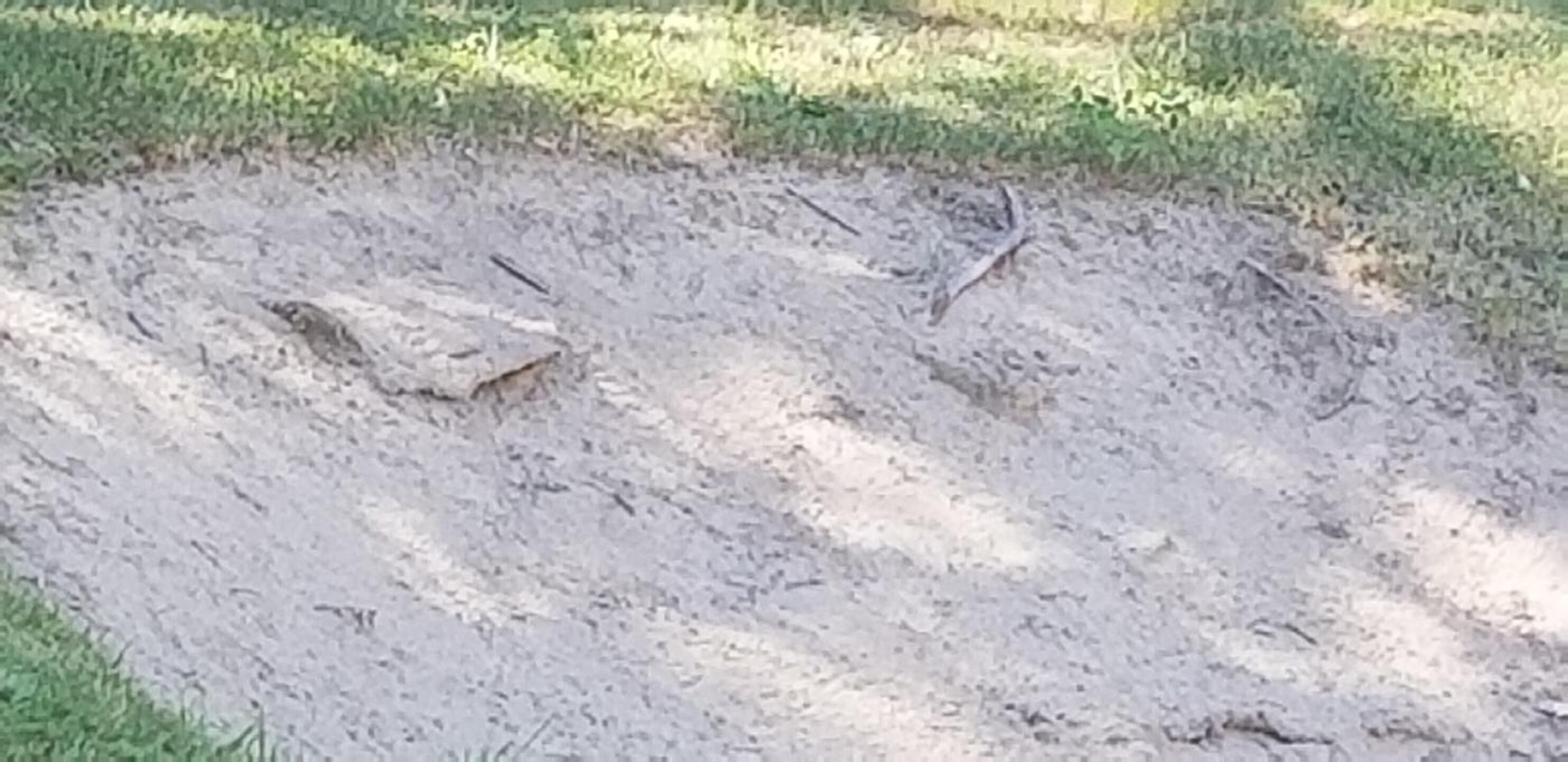 Burlap in Bunkers (Photo submitted by Ron2108443 on 07/12/2018)