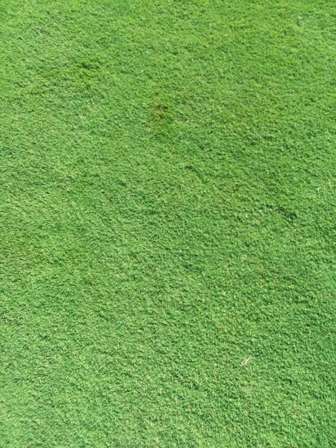 Maples Fairway June 2019 (Photo submitted by Duane7133 on 06/14/2019)