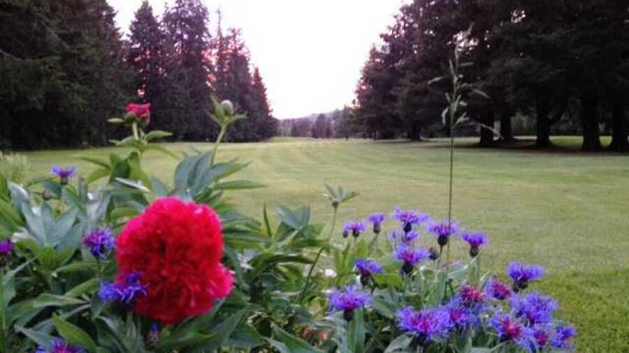 Vernonia GC