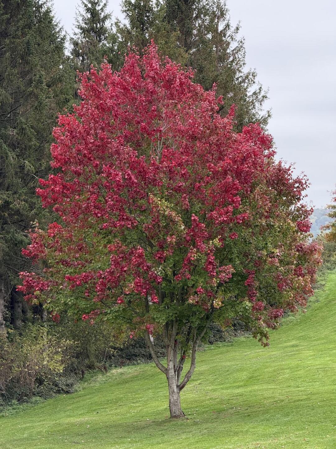 (Photo submitted by k93RDG3pKzP6As0ixrcx on 10/12/2025)