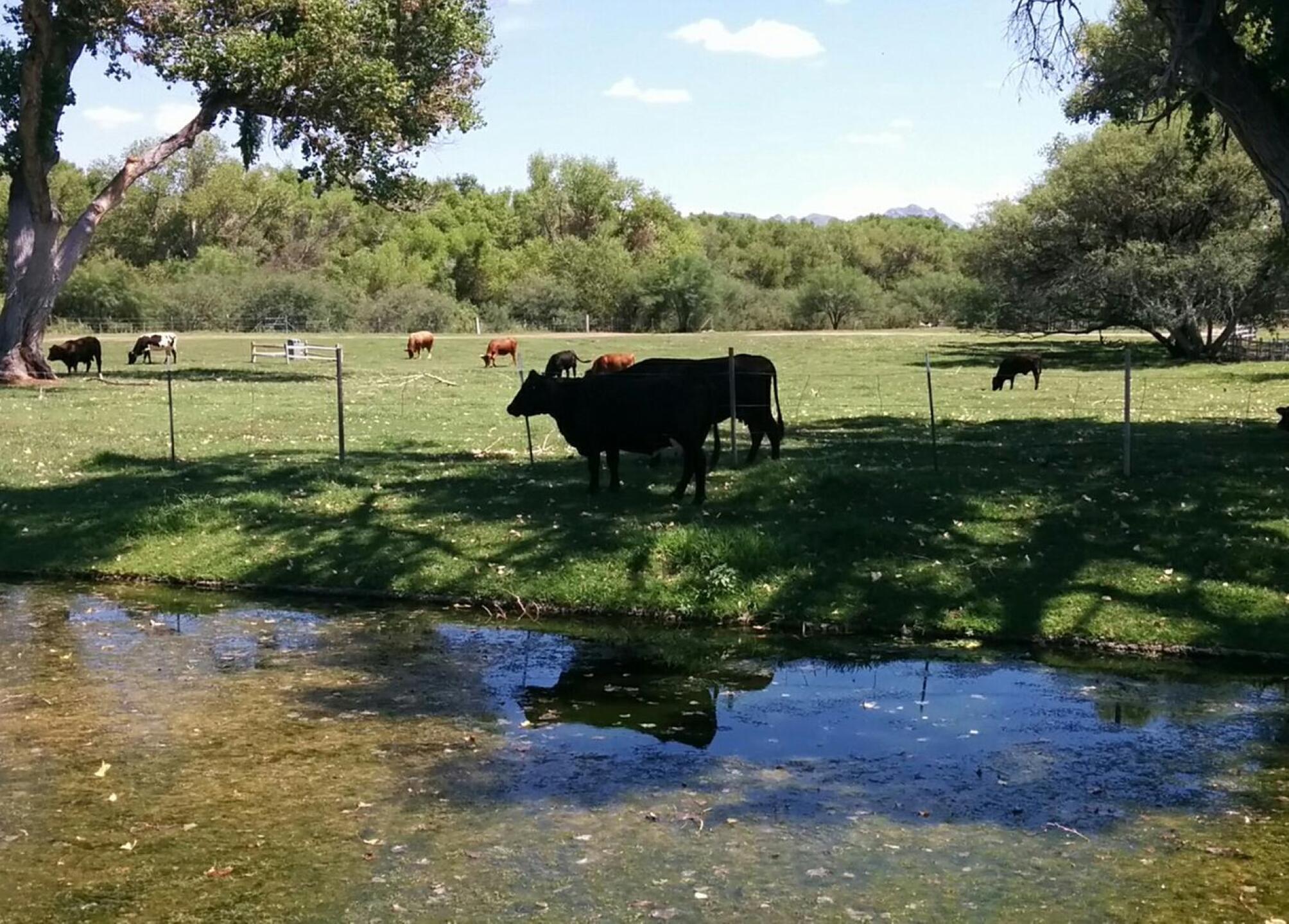 Behind 9th green on Anza (Photo submitted by rtheisen on 08/20/2015)