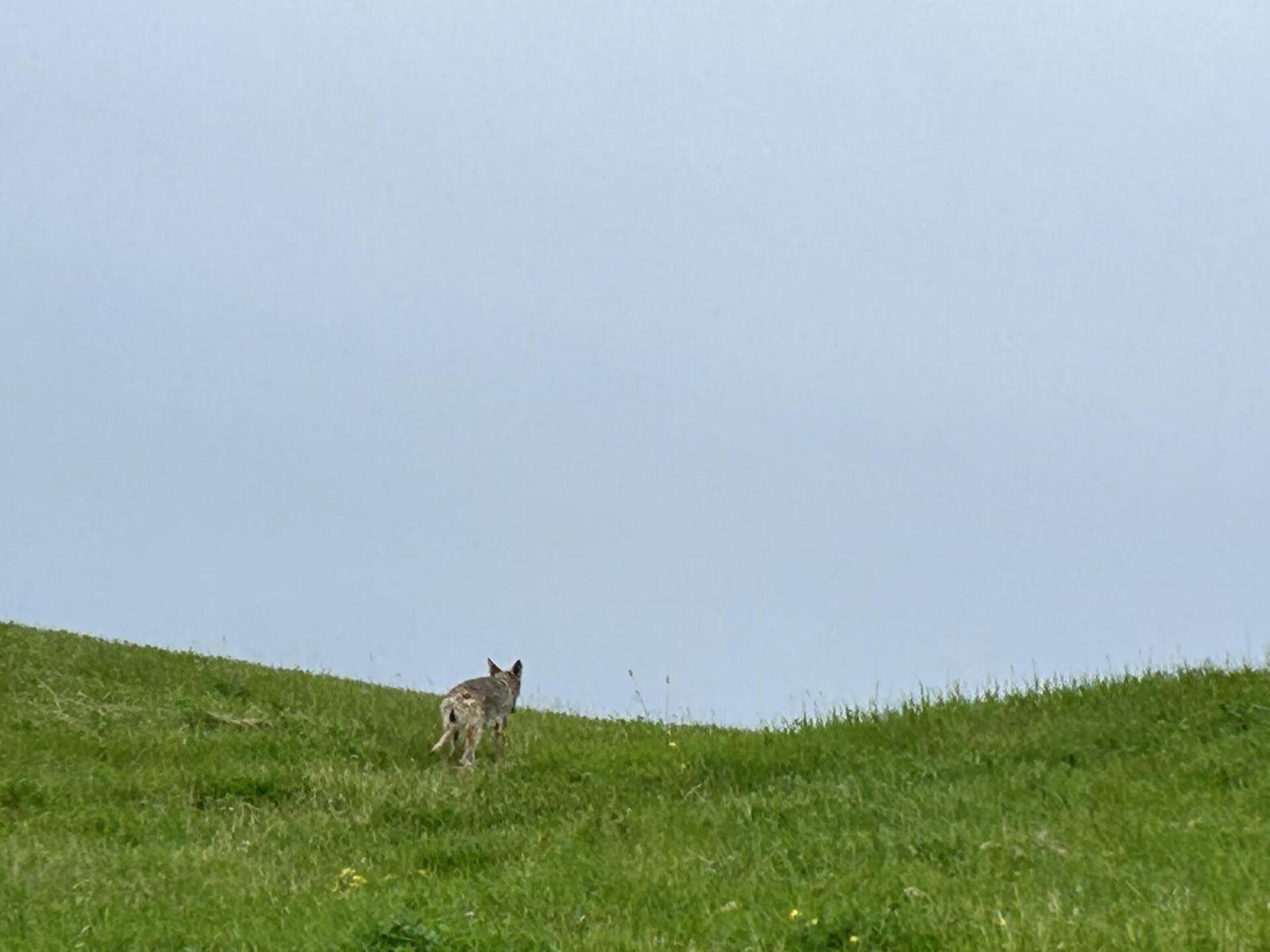 Surprise visitor (Photo submitted by Merv4 on 06/08/2024)