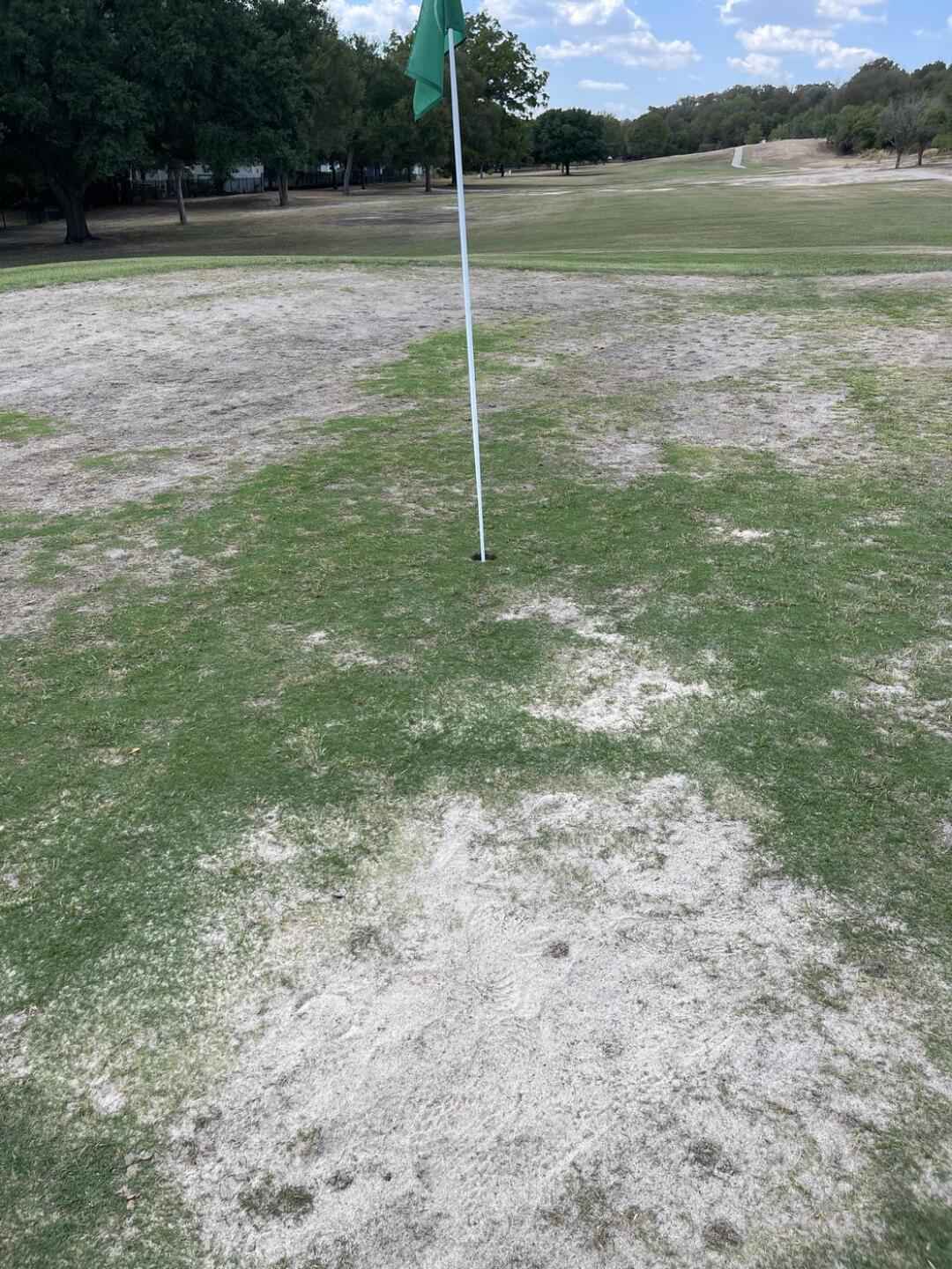 One of the “better” greens (Photo submitted by Virgil2442769 on 09/12/2023)