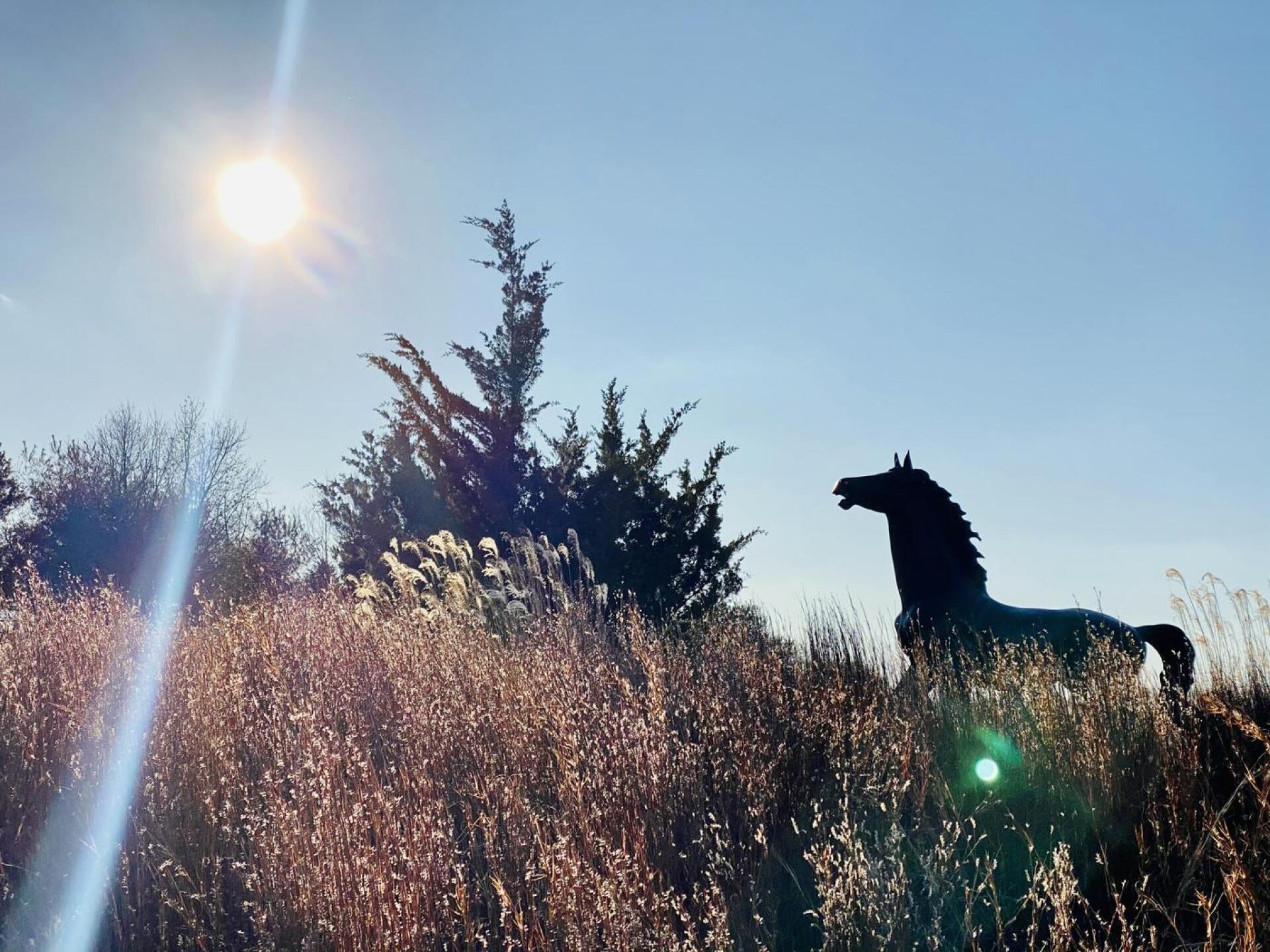 The colt (Photo submitted by Joey6576753 on 11/15/2020)