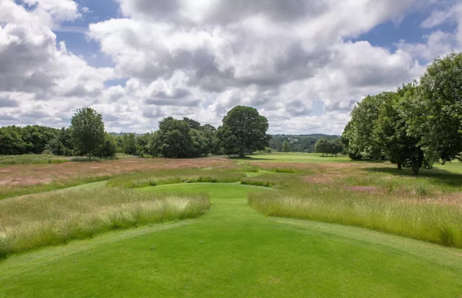 Mad Swans in The Mendips: #2