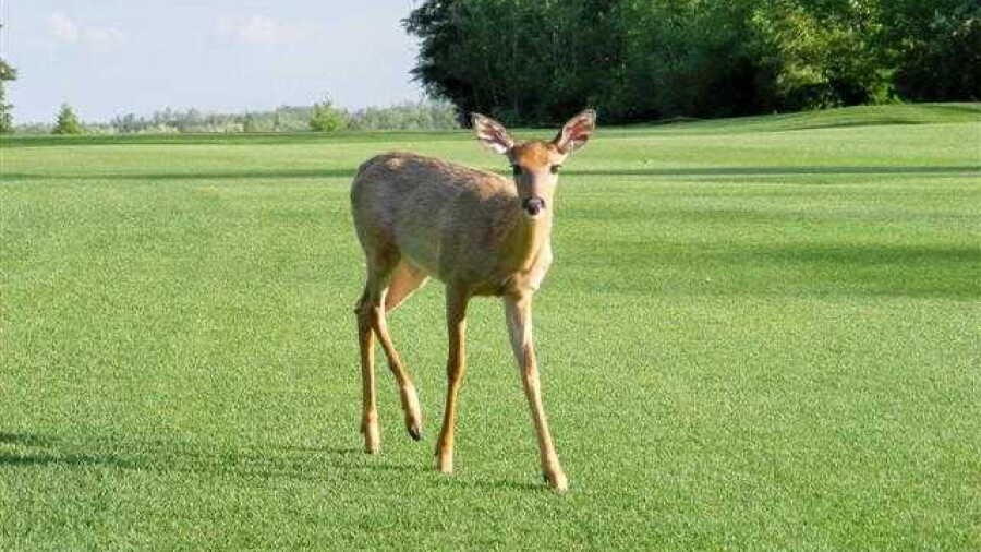 Northern Meadows GC: Deer
