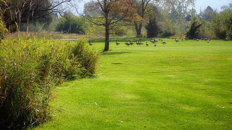 Executive at Mick Riley GC