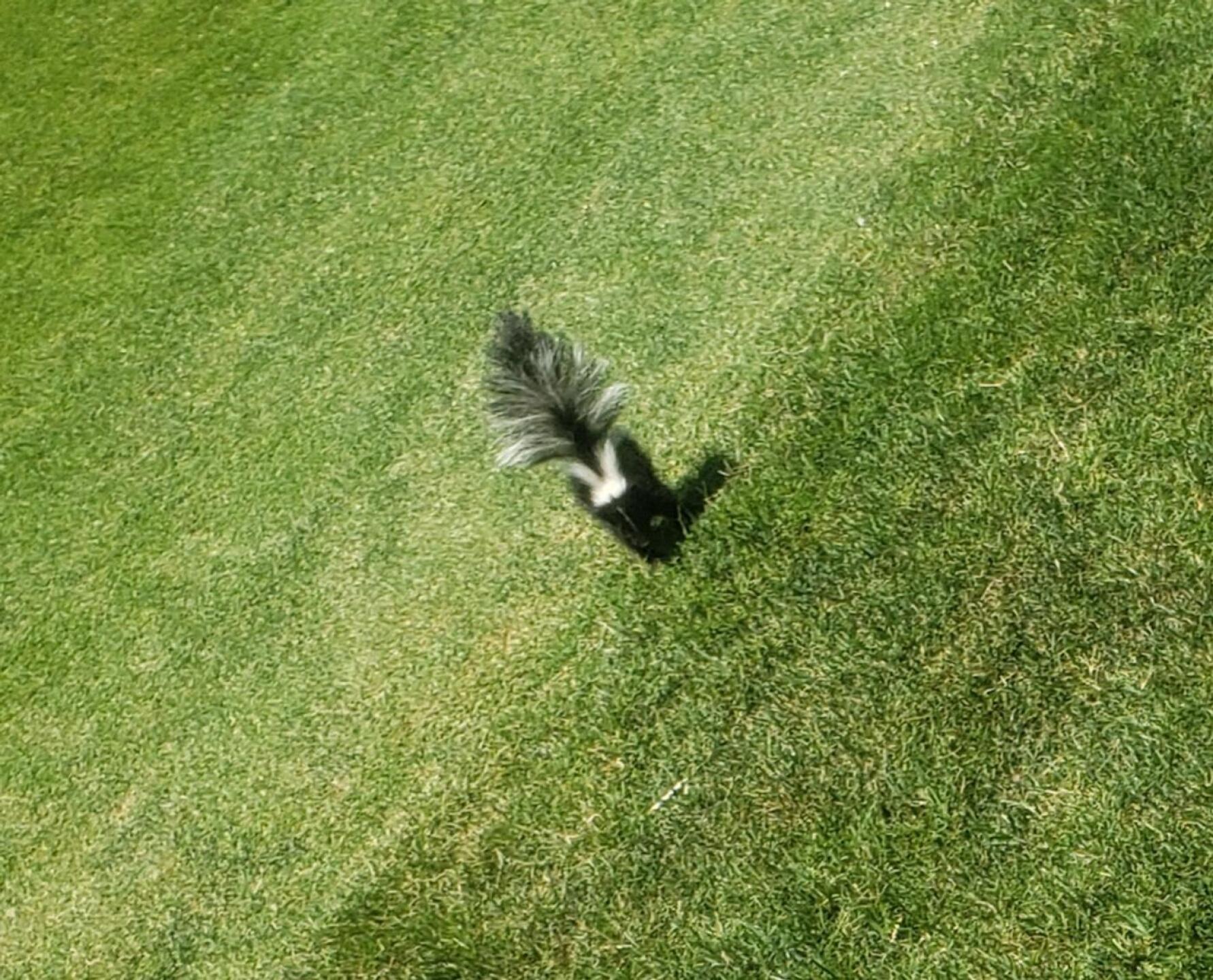 Baby skunk on 9th tee box (Photo submitted by Klmalpus on 07/01/2021)