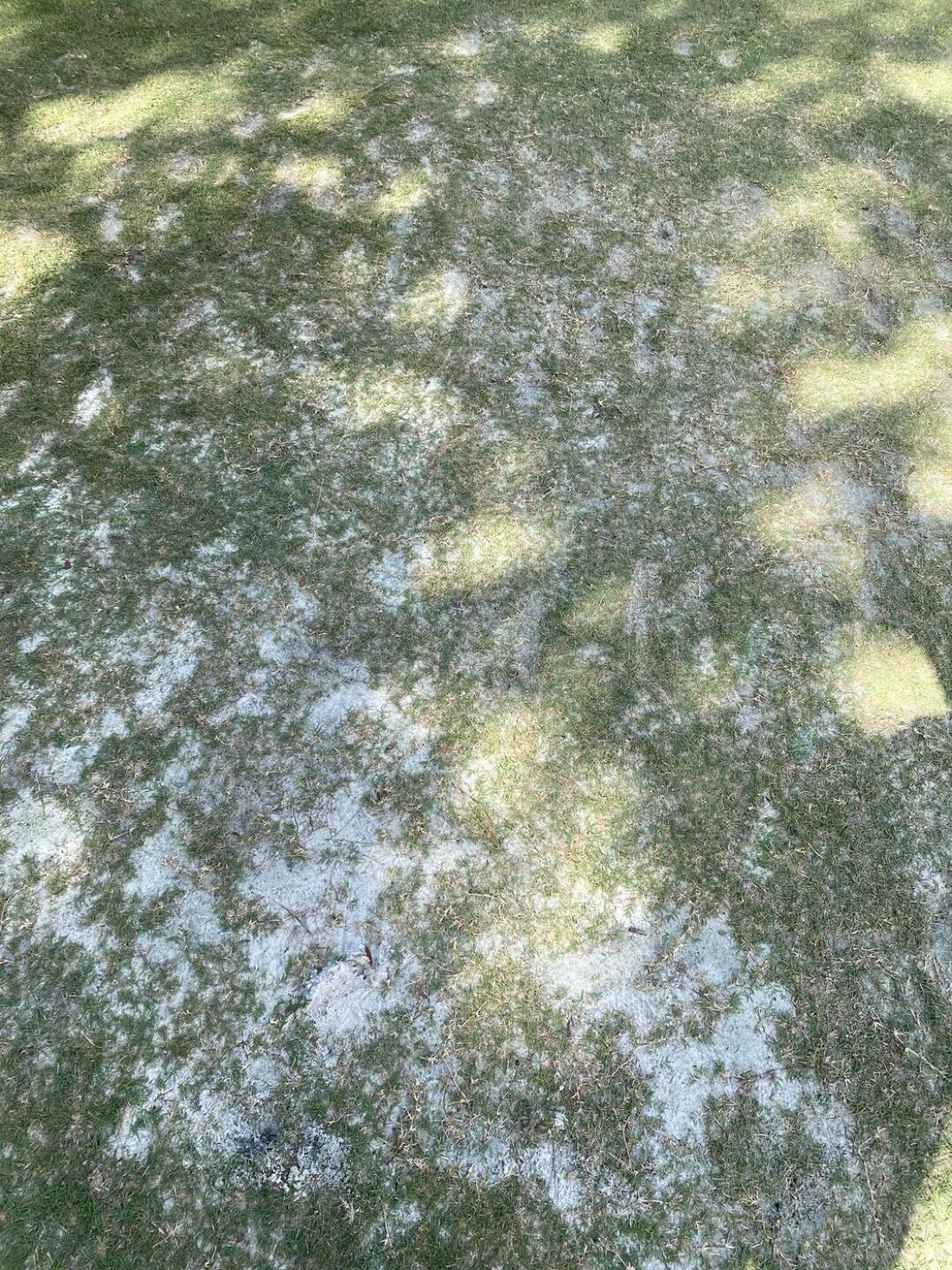 (Photo submitted by FqDjZBOEbX8h4qde3uph on 07/13/2022)