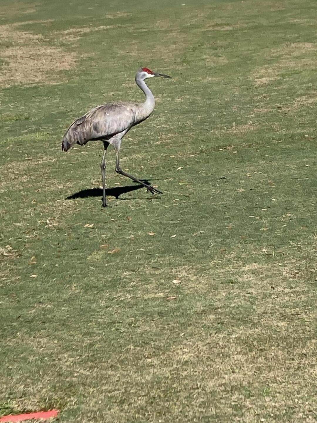 Water fowl everywhere (Photo submitted by 3aebZdmUpabJ9PnJ6lVv on 02/18/2026)