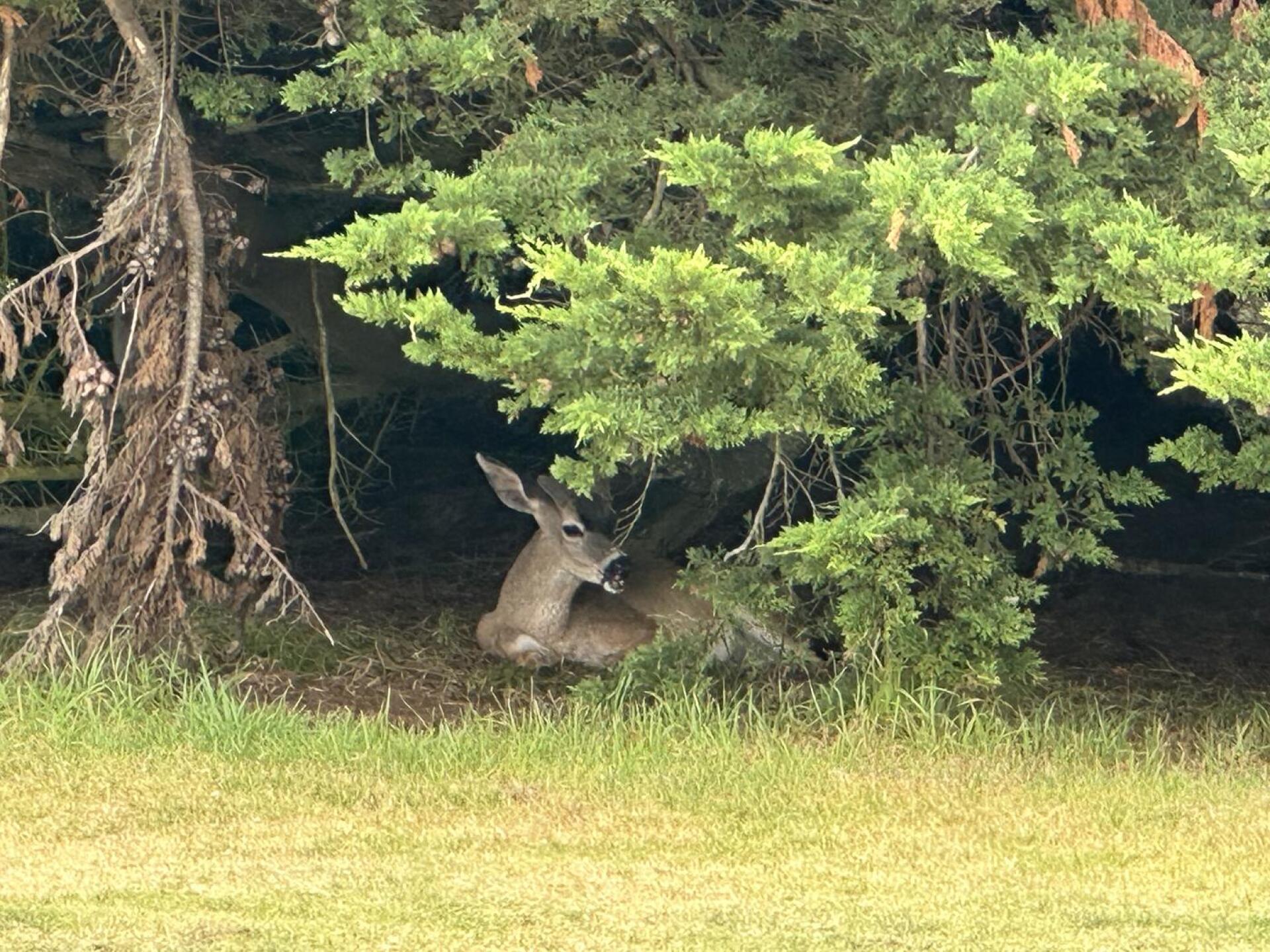 (Photo submitted by jaybird214 on 04/11/2026)