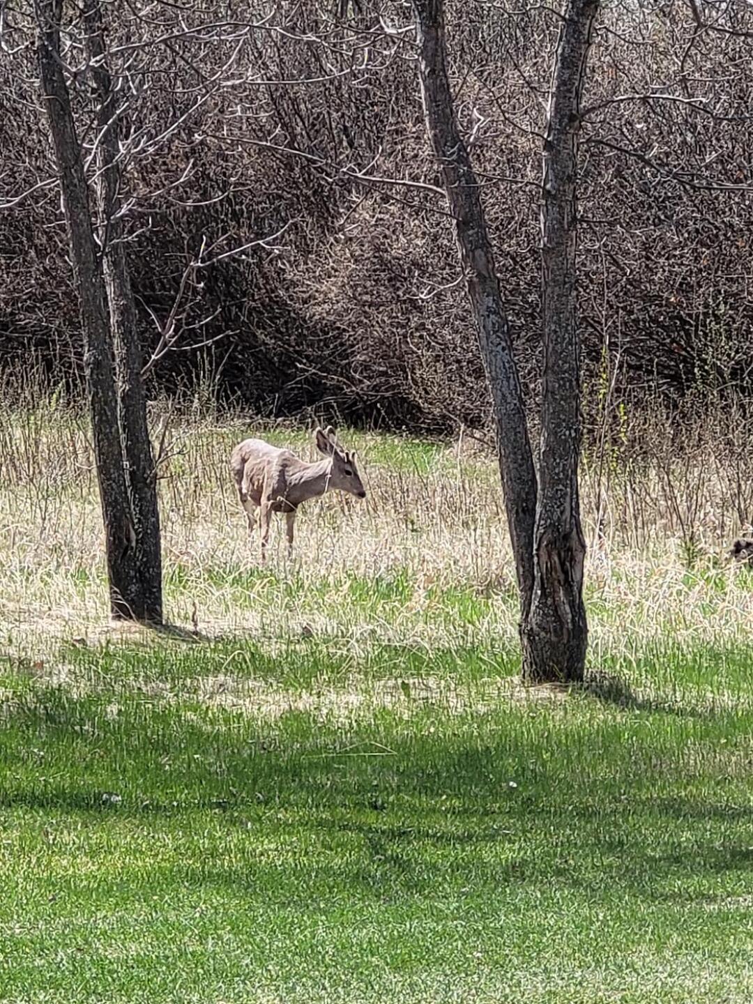 Love the wildlife! (Photo submitted by eOYhdOXXvfTpVXnfTJP8 on 06/02/2021)