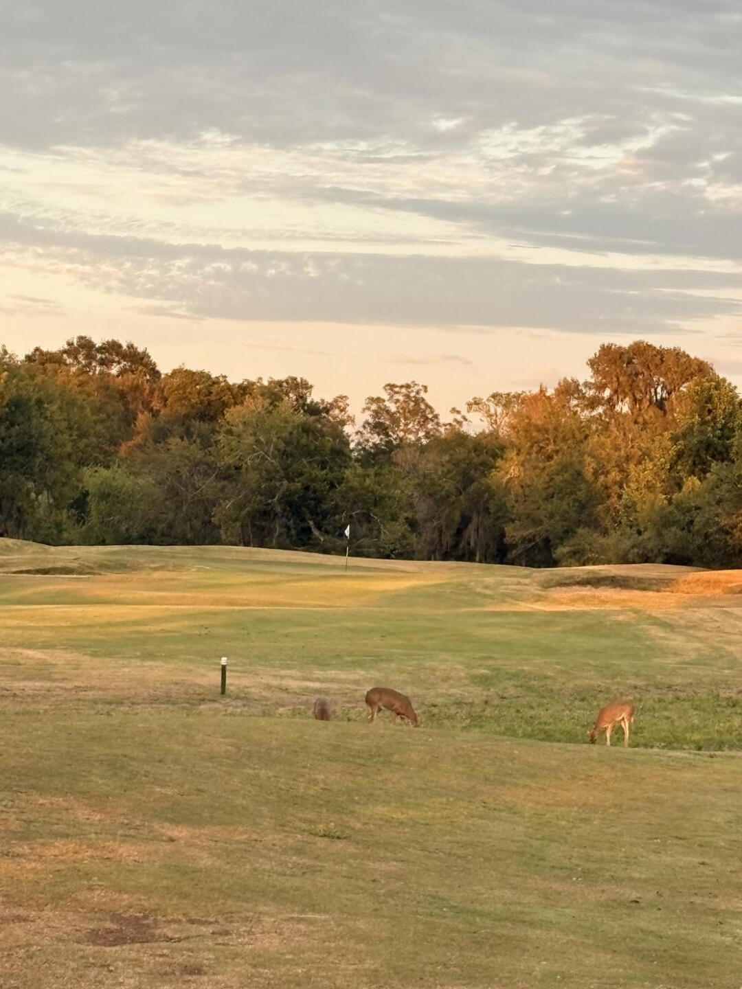 Deer grazing at the 18th hole (Photo submitted by carolynjarmon on 10/21/2026)