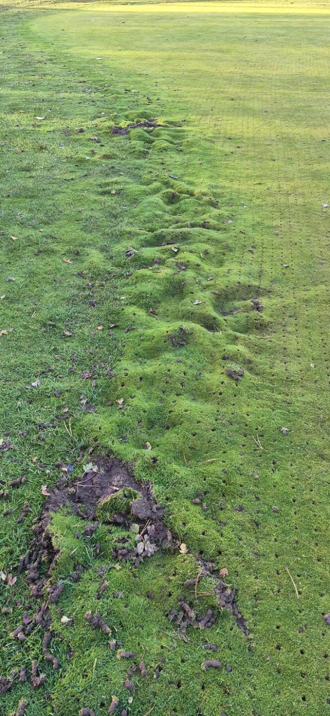 (Photo submitted by t954954725 on 11/03/2025)