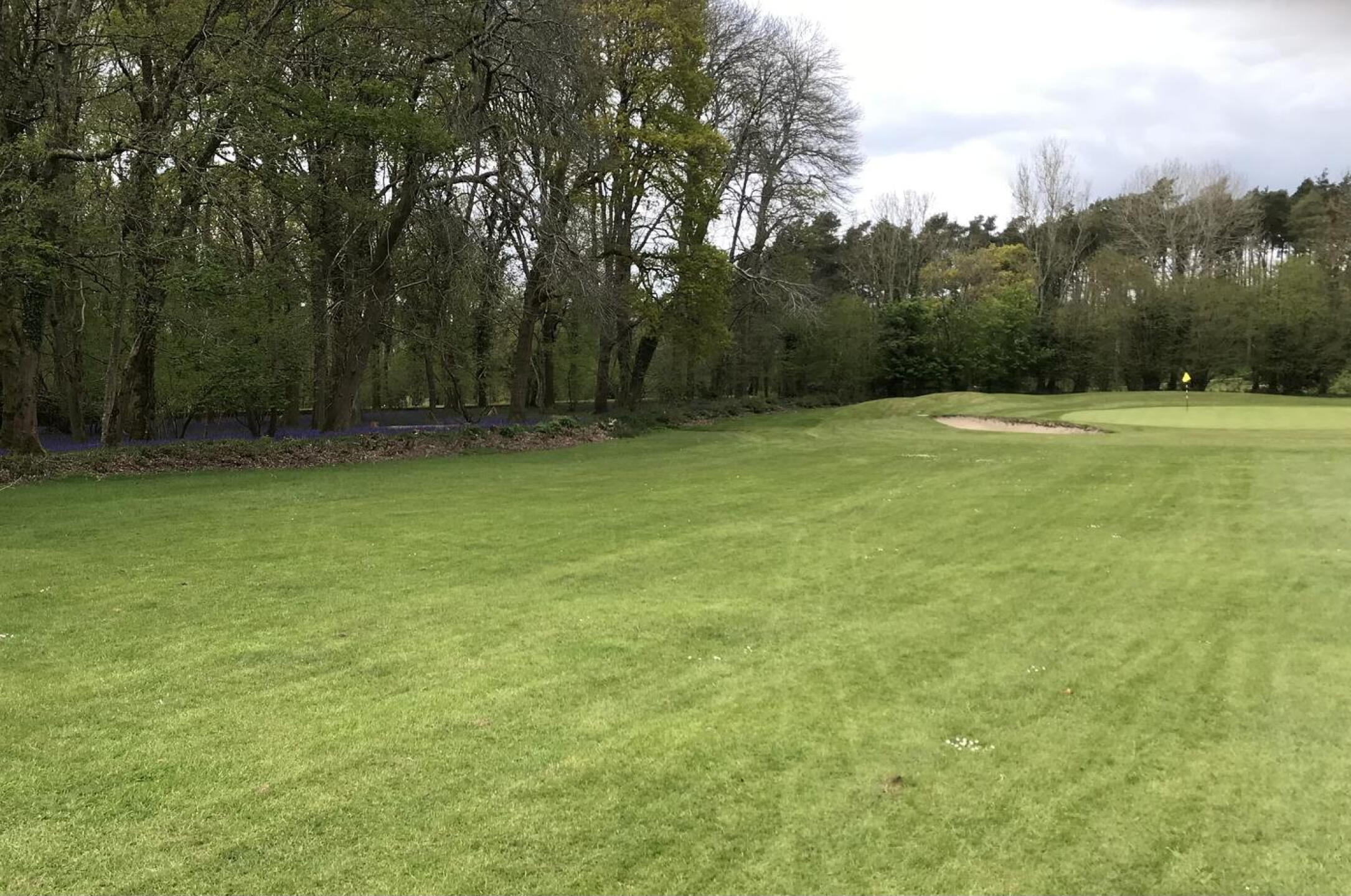Solid wood of Bluebells and bird calls all made the course that much more special. (Photo submitted by Ltjones2004 on 04/24/2024)