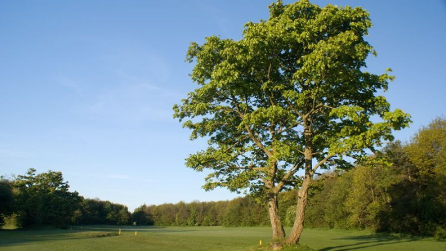 George Washington GC