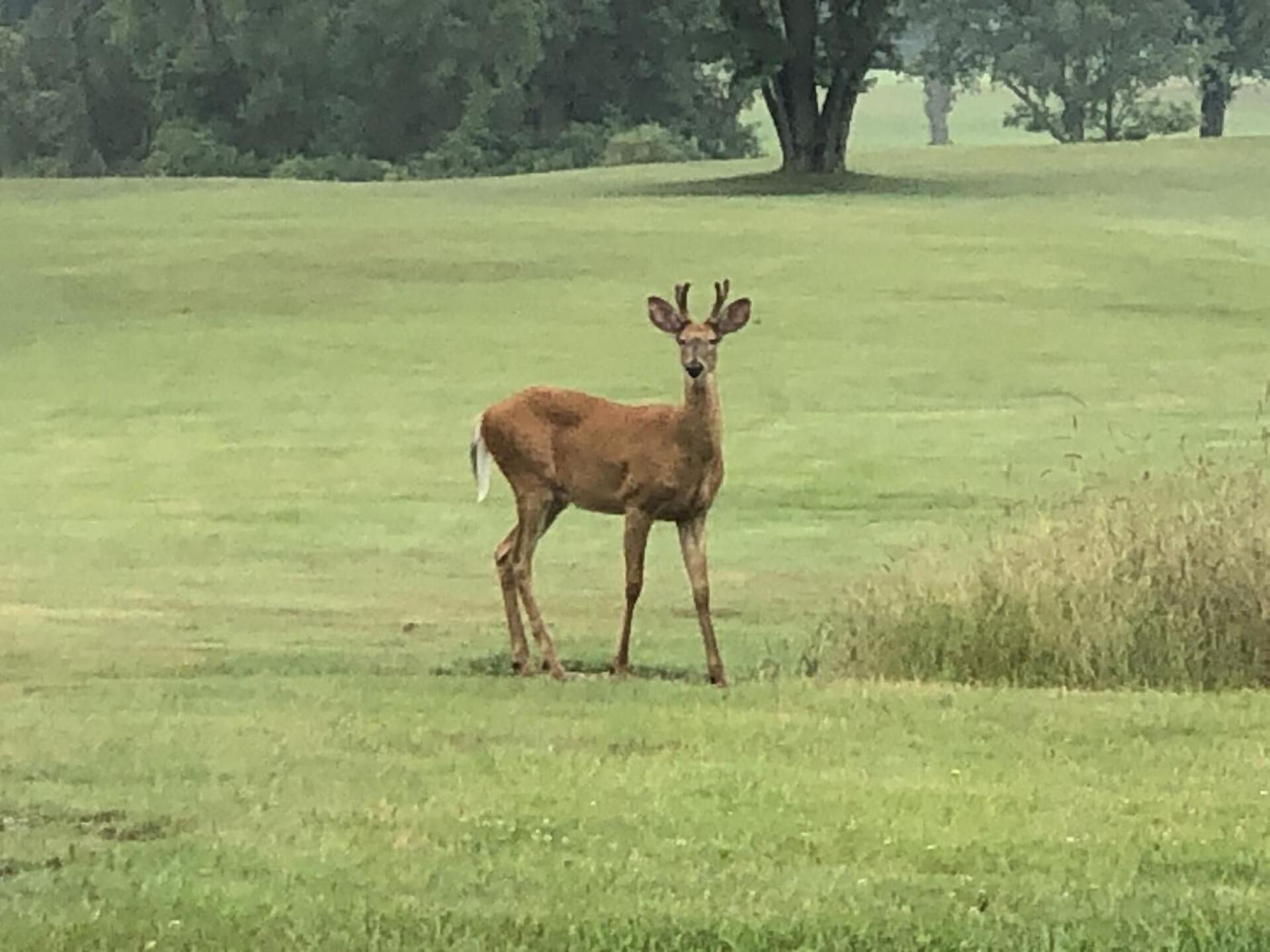 (Photo submitted by AlChervik69 on 08/07/2021)