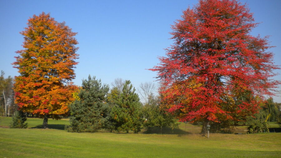 Willow Springs GCC