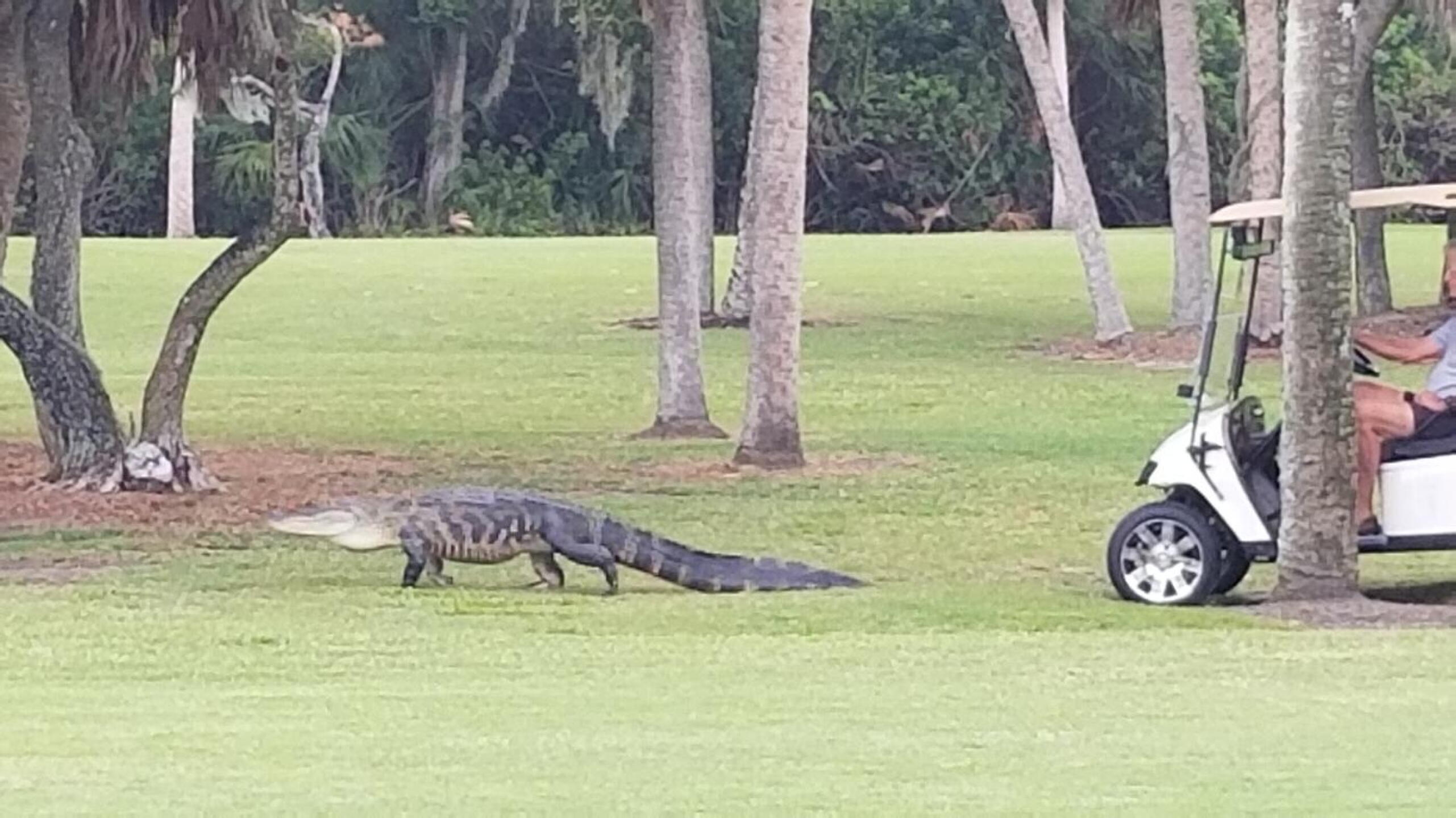 Go back to the pond! (Photo submitted by laurie4man on 04/23/2020)