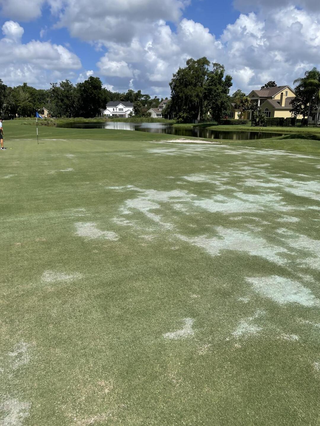 (Photo submitted by batata1 on 06/27/2021)