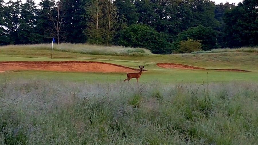 Hurtmore GC