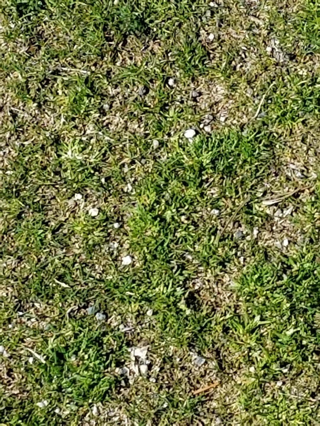 Every tee box was covered in little stones. (Photo submitted by Mark1585395 on 02/26/2020)