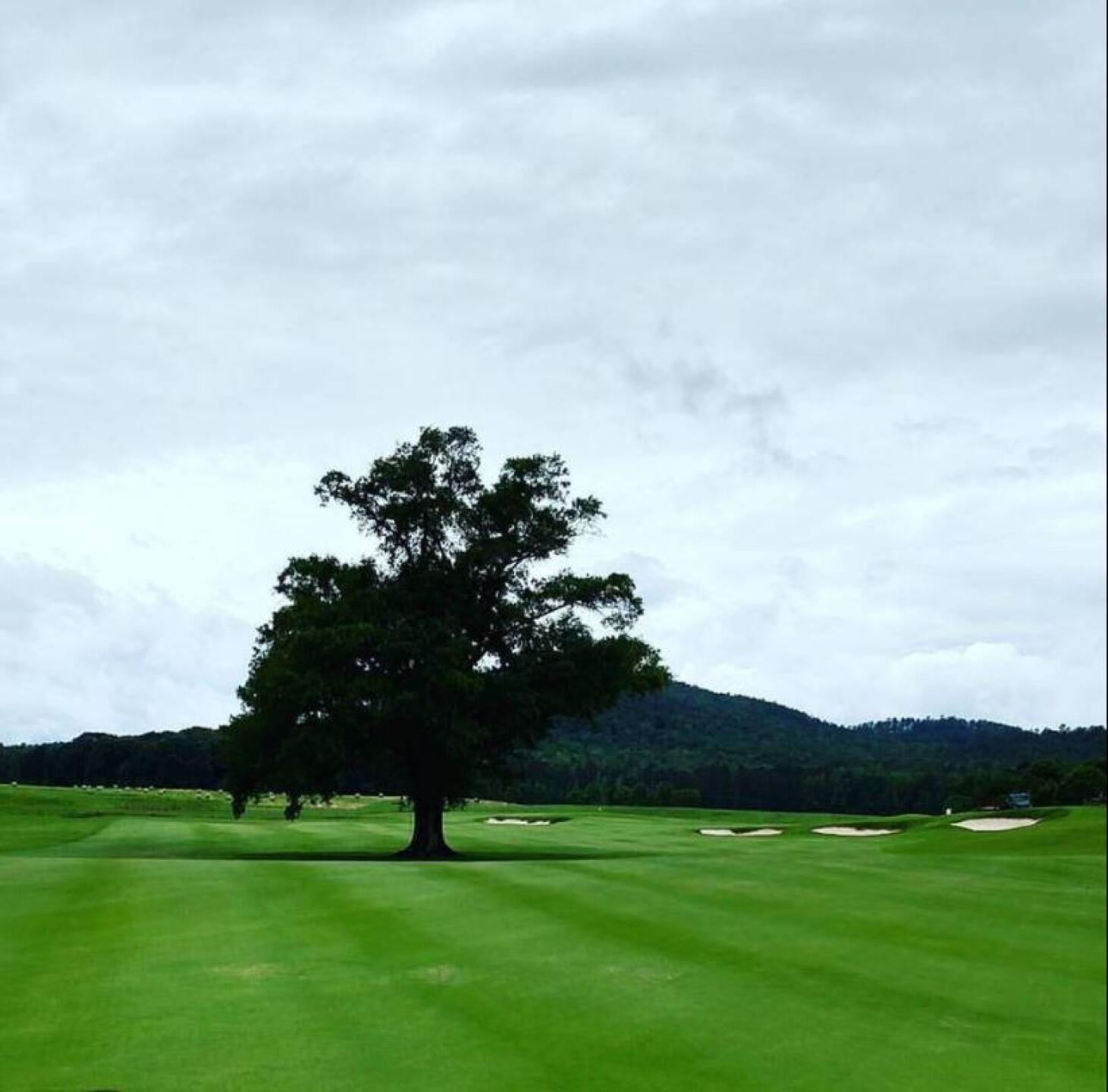 finishing hole with large tree in fairway (one of my favorite things) (Photo submitted by sorenj on 05/16/2017)