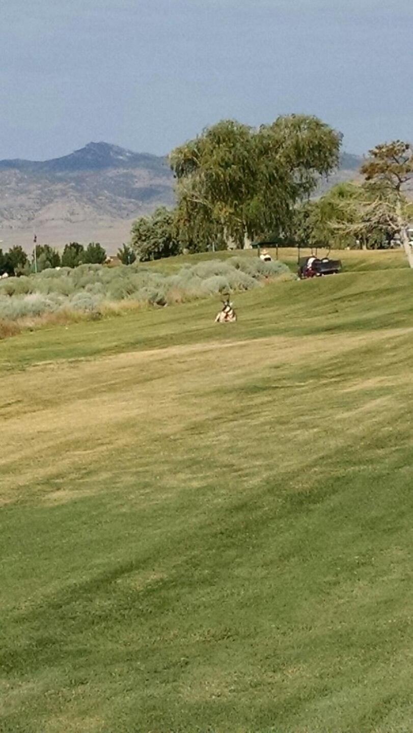 Buck Antelope on #3 Fairway (Photo submitted by DennisPrice on 07/04/2015)