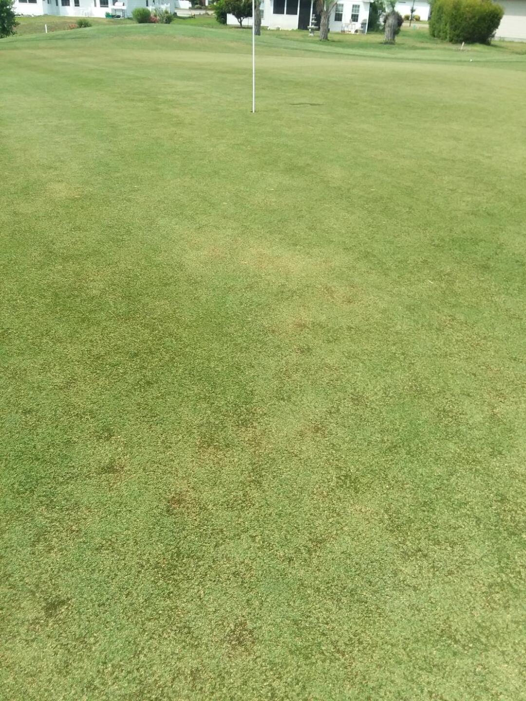 Typical green (Photo submitted by Duane7133 on 06/05/2019)