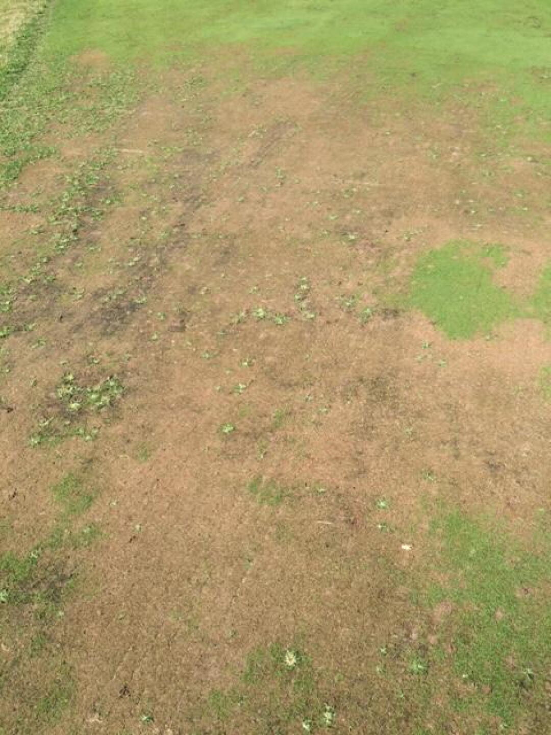 Almost every green looked like this. (Photo submitted by rehgta on 08/18/2015)