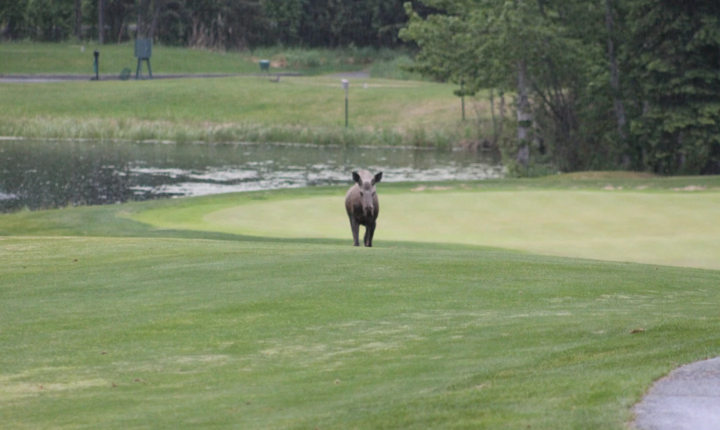 Anchorage Golf Course - Moose 