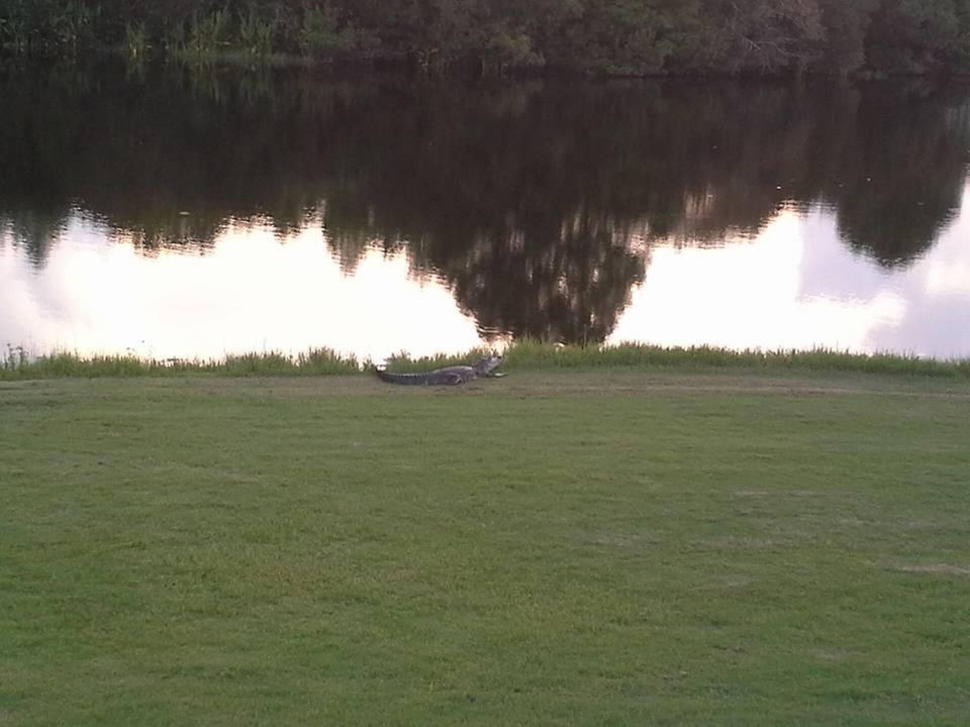 wildlife abounds (Photo submitted by duffer6275 on 08/22/2015)