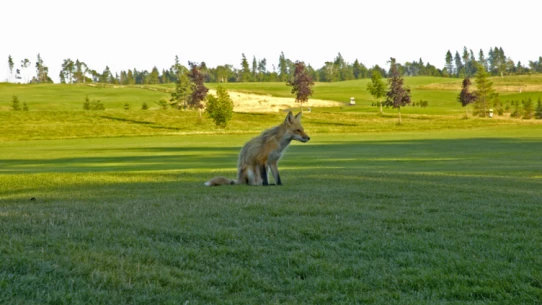 Fox Meadow Golf & Country Club - foxes